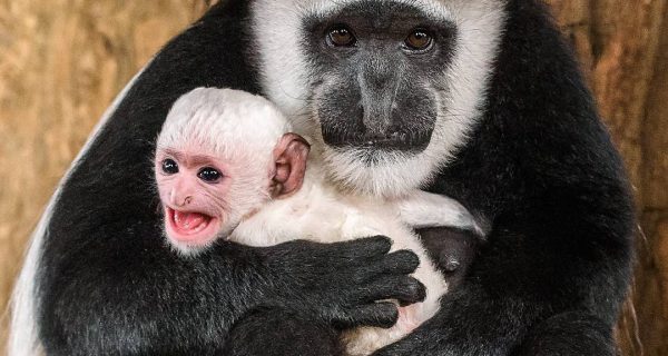 4 декабря там родилась Ломели — самка восточного колобуса. Фото: Petr Hamerník, @zoopraha / Инстаграм